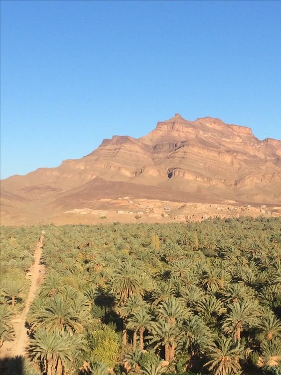 Jour 3 : Transfert à Zagora via Ouarzazate & Vallée du Draa, Exploration des Fossiles à Zagora